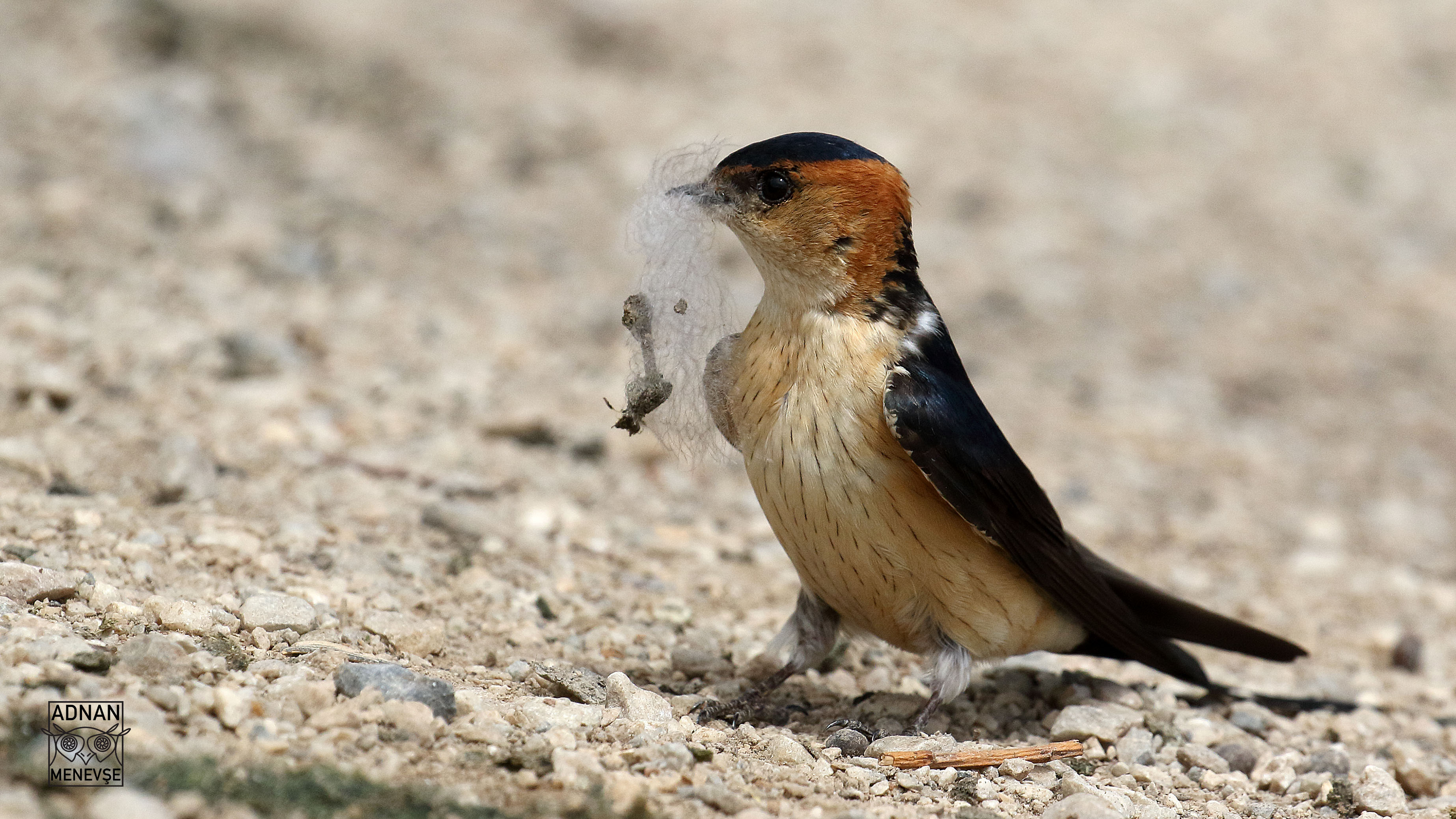 Red-rumped Swallow